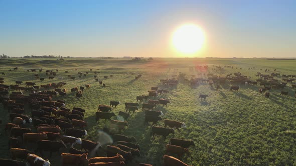 Aerial pan of large cow herding on field at the Pampas at sunset