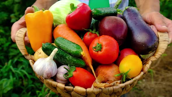 Grandmother Holds Vegetables in Her Hands with Harvest