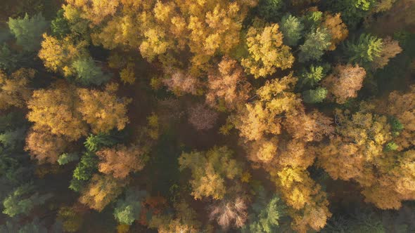 Aerial Colorful Autumn Forest with Yellow Orange Green Trees