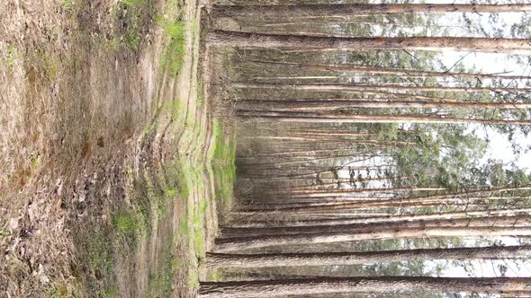 Vertical Video of a Road in the Forest Slow Motion