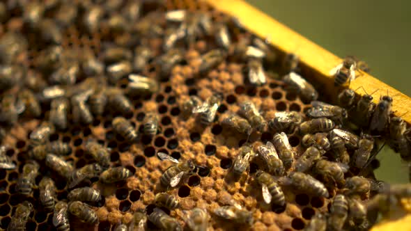 Bees on a Frame with Honeycombs