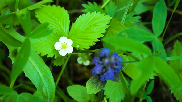 Flower and Strawberry Leaf