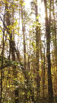 Vertical Video of a Forest in an Autumn Day