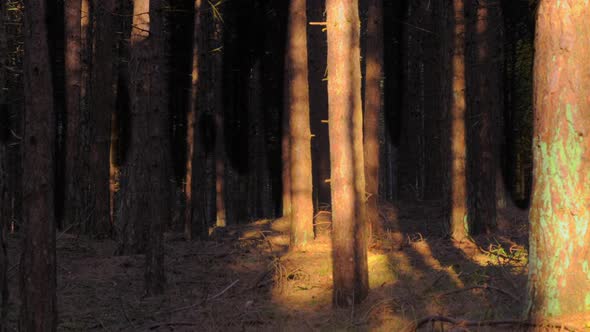 Sunlight moving through a forest, timelapse ZOOM IN