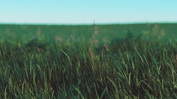 Close Up of Fresh Thick Grass in the Early Morning