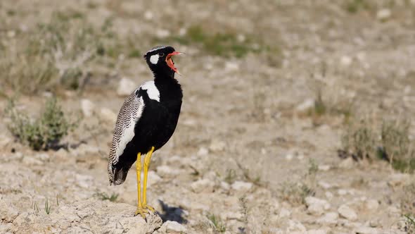 White Quilled Bustard Calling