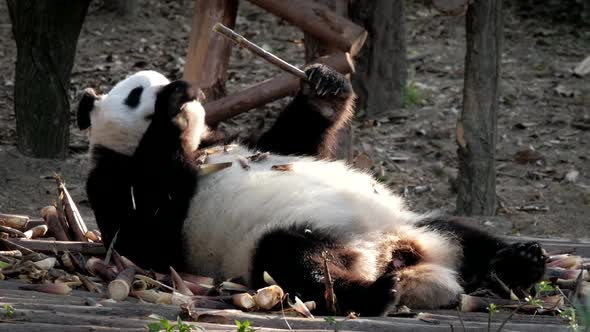 Giant Panda Bear Eating Bamboo