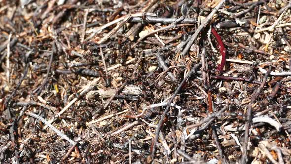 Close up from an ant colony in Jotunheimen National Park 