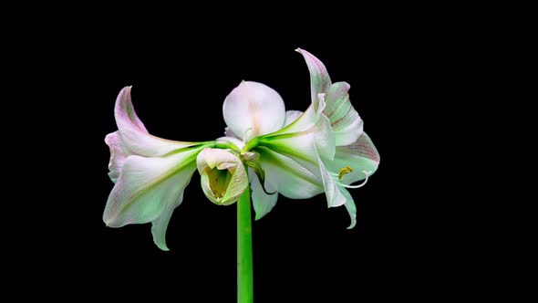 Time Lapse of Growth of White Hyperastrum Buds on Black Background