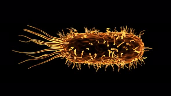 Bacteria Under The Microscope. An animated clip of a large colony