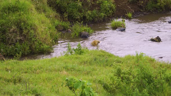 a wild hyena swims in a pond surrounded by green grass and green bushes on a safari in Africa