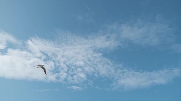 One Gull Flying in Front of Camera in Slow Motion with Blue Sky on Background