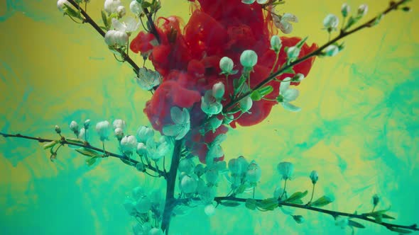 Red Color Paint Flows in Water Covering Blooming Tree Branch