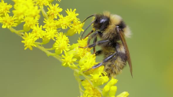 Shaggy Bumblebee Pollinating and Collects Nectar From the Yellow Flower of the Plant