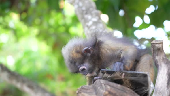 Young Dusky leaf monkey or spectacled leaf monkey on tree , Thailand, close up