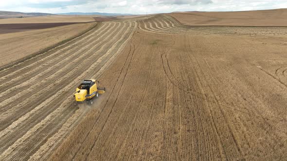 Summer Wheat Harvest With Combine Harvester