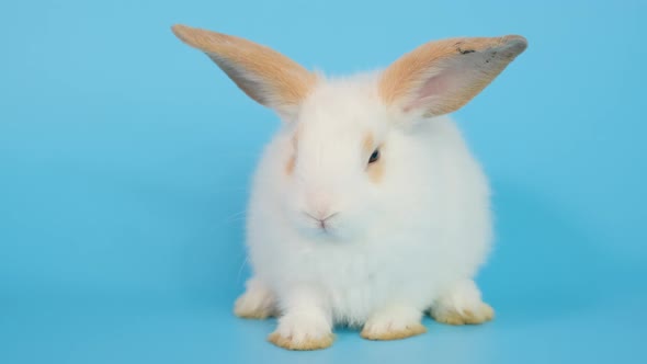 Close up little white adorable bunny rabbit with sleepy action on blue screen background