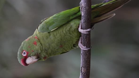 Funny Aratinga Mitrata Parrot perched sideways on branch in nature and screaming - Close up shot