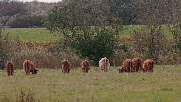 View From Behind Of A Fold Of Highland Cattle Feeding On The Green Grass In The Farm