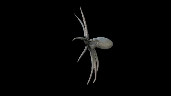 Gray Octopus Swimming