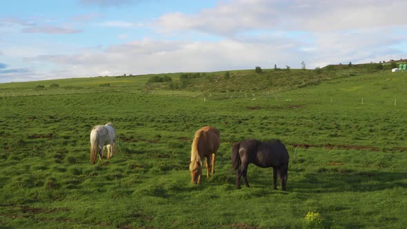 Three Icelandic Horses Graze in a Field Surrounded By Scenic Nature of Iceland