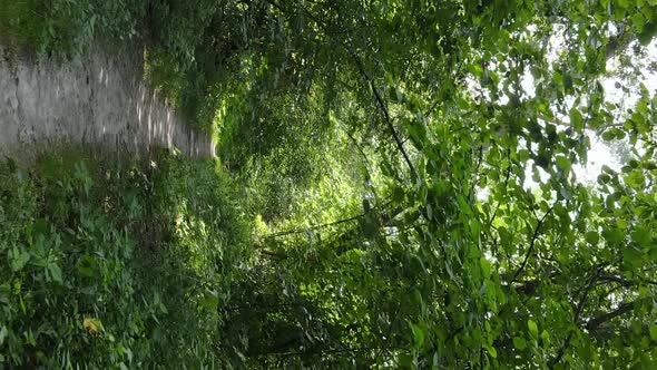 Vertical Video of a Beautiful Forest in Summer