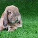A lop-eared rabbit of a dwarf ram breed sits on a lawn and looks around - VideoHive Item for Sale