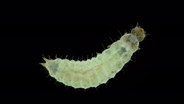 Wormlike Larva of an Unknown Beetle Under a Microscope Order Coleoptera