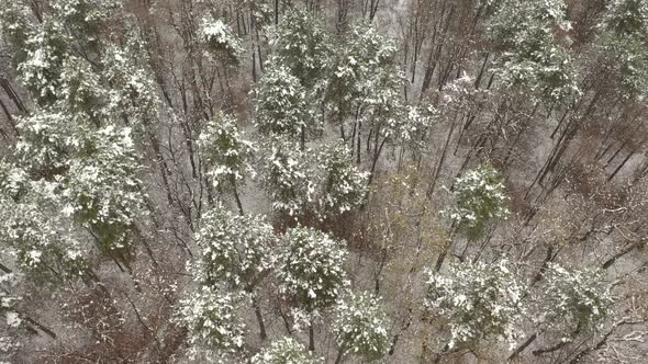 First snow covered ground and tree branches in the woods 4K aerial footage