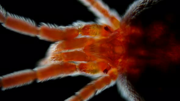 Velvet Mite Trombidiidae Under the Microscope