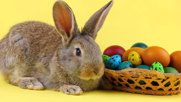 Little Fluffy Brown Affectionate Domestic Rabbit Sitting on a Pastel Yellow Background with a Wicker