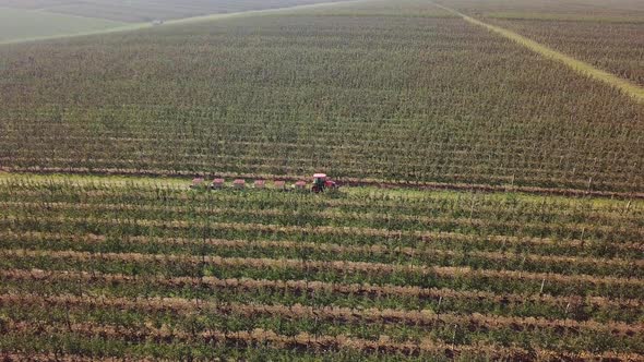 Aerial view of apple orchard. Fresh picked apple harvest in wooden bins on the farm.