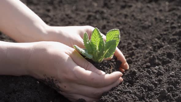 Hands Closeup of Male Hands Take Care of the Plant Loosen the Soil Improve the Soil Fertility