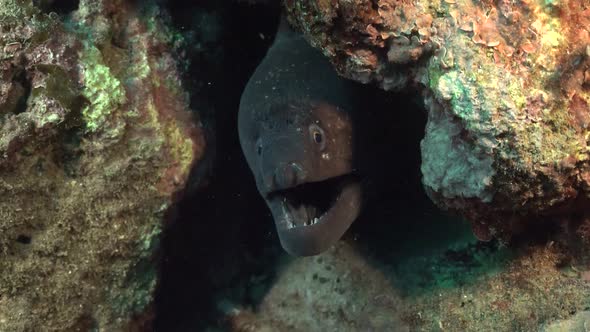 Moray the eel, Tropical Sea creatures,