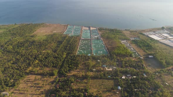 Shrimp Farming in Indonesia