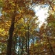 Autumn Wood Colors - VideoHive Item for Sale