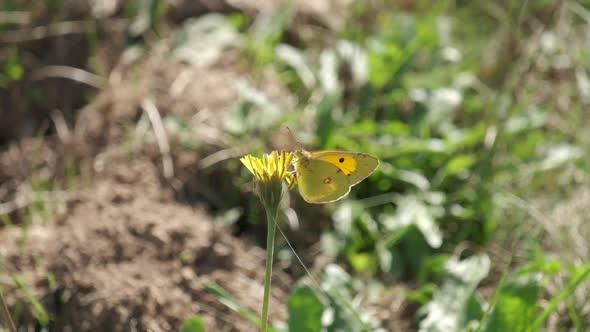 Summer Yellow Butterfly Close Up