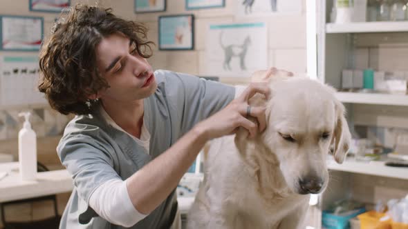 Veterinarian Checking Golden Retriever Dog