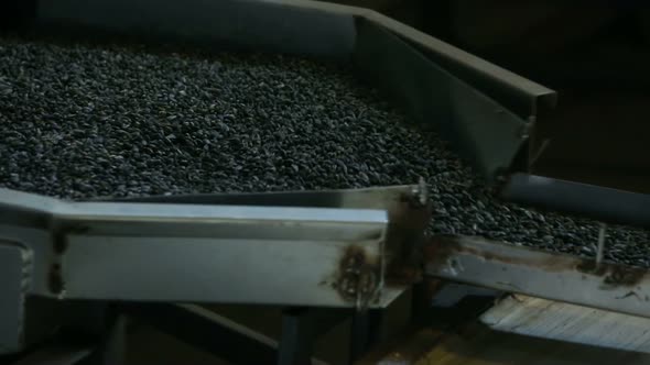Black Sunflower Seeds are Poured on the Production Line