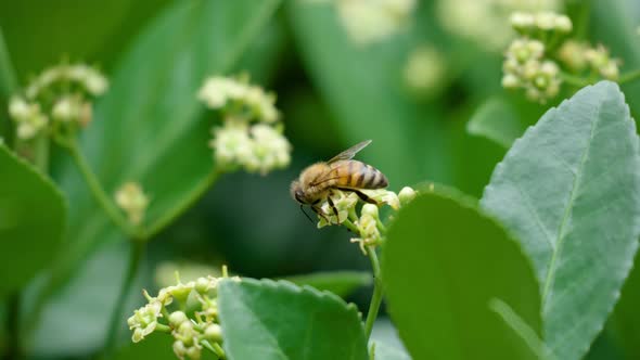 Honey bee pollinating Euonymus japonicus blooming white flower - close-up