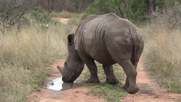 A South African rhino drinking rainwater from a small puddle on a dirt road.