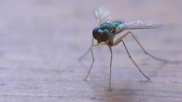 Fly Closeup