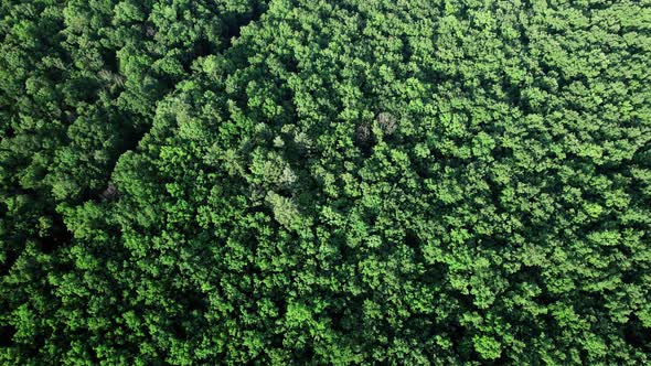 Top Down View Mixed Forest Woodland Aerial