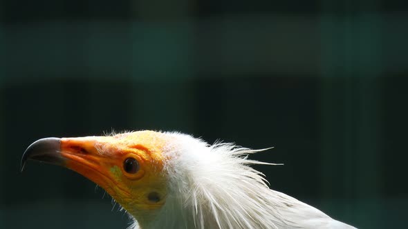 Egyptian vulture close up. Turn your head.
