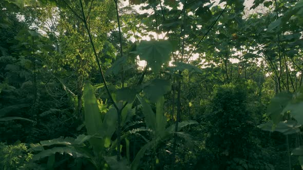 Aerial shot of Amazon forest with sunrise in the background.