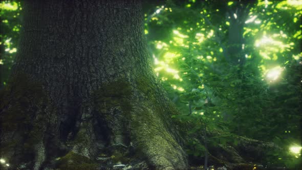 The Primeval Forest with Mossed Ground