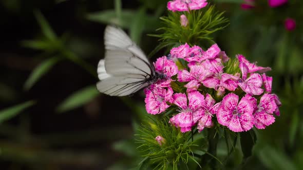 Black Veined White Butterfly