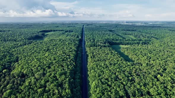 Succulent Green Forests on Both Sides of Road