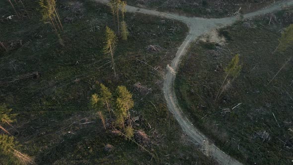 Deforestation Drone Video Over Clear Cut Forest Trees On Logging Road