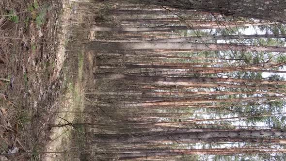 Vertical Video of Trees in a Pine Forest Slow Motion